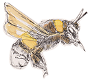 insect1